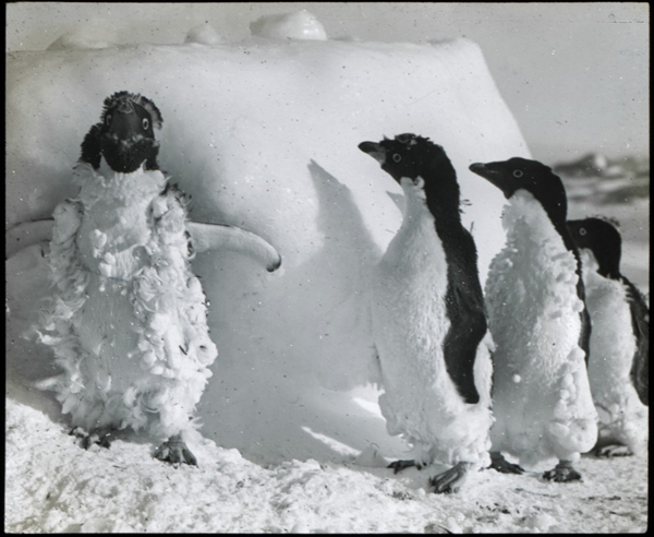 Incredible Photographs from the 1911 Australasian Antarctic Expedition (3)