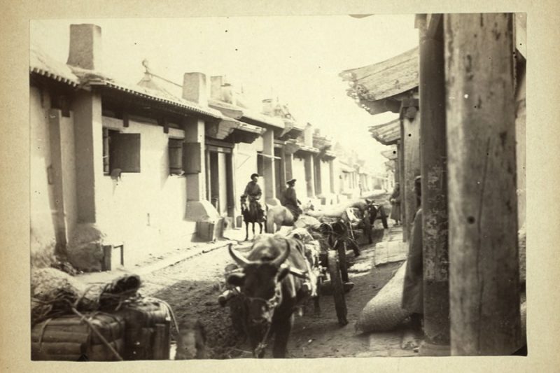 A caravan of oxen drags supplies through a city street