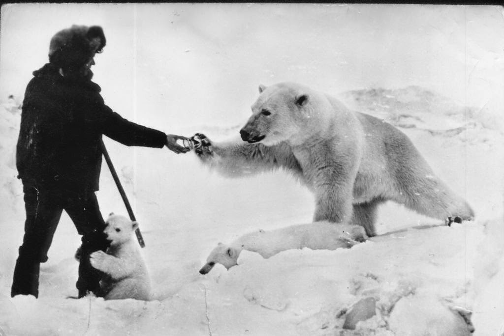 Feeding polar bears from a tank, 1950 (4)