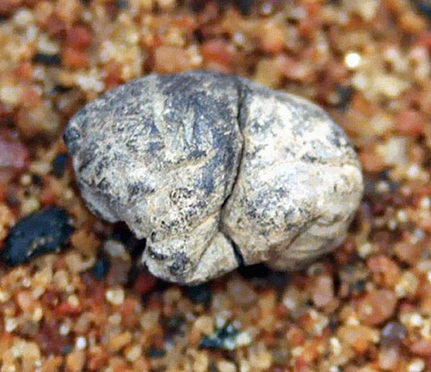 Oldest Chewing Gum (5,000 years old)