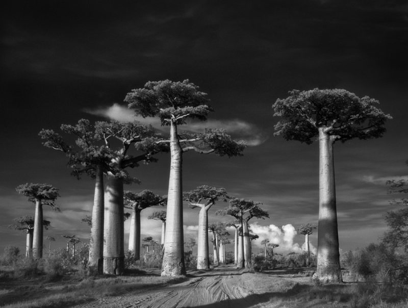 Avenue of the Baobabs. Photohgraphy by Beth Moon