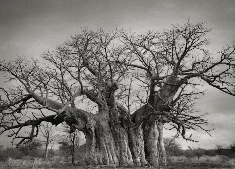 Bufflesdrift-Baobab. Photohgraphy by Beth Moon