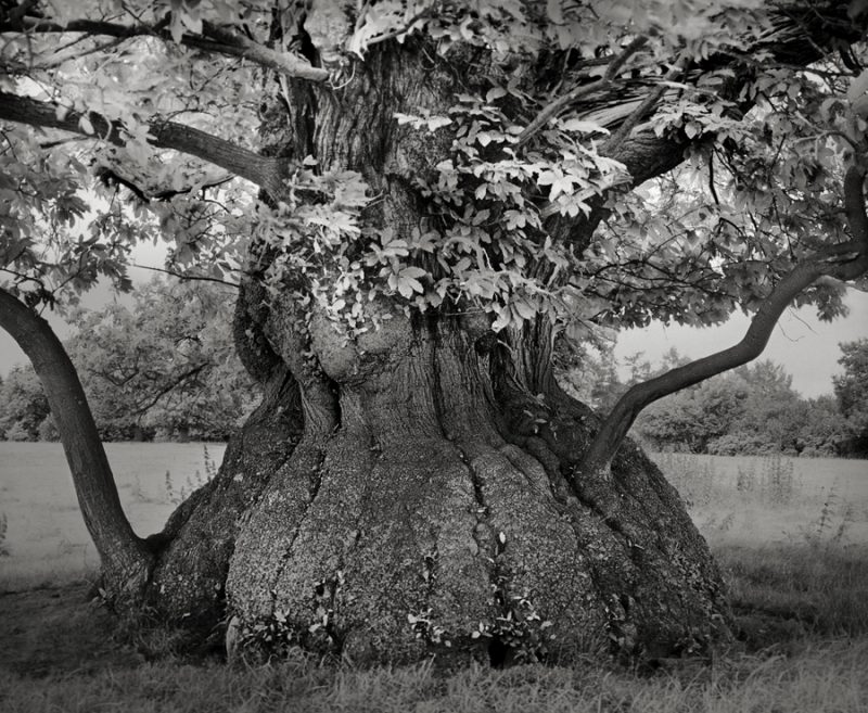 Croft-Chestnut-Photohgraphy by Beth Moon