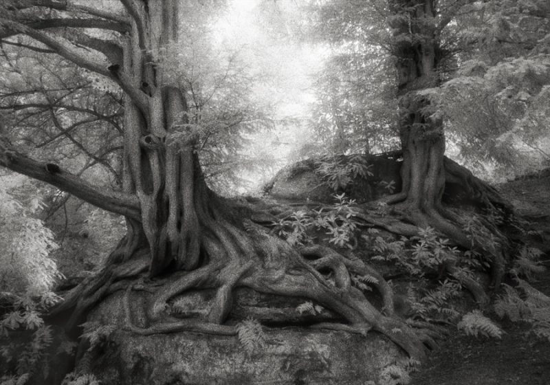 Wakehurst-Yews- Photohgraphy by Beth Moon