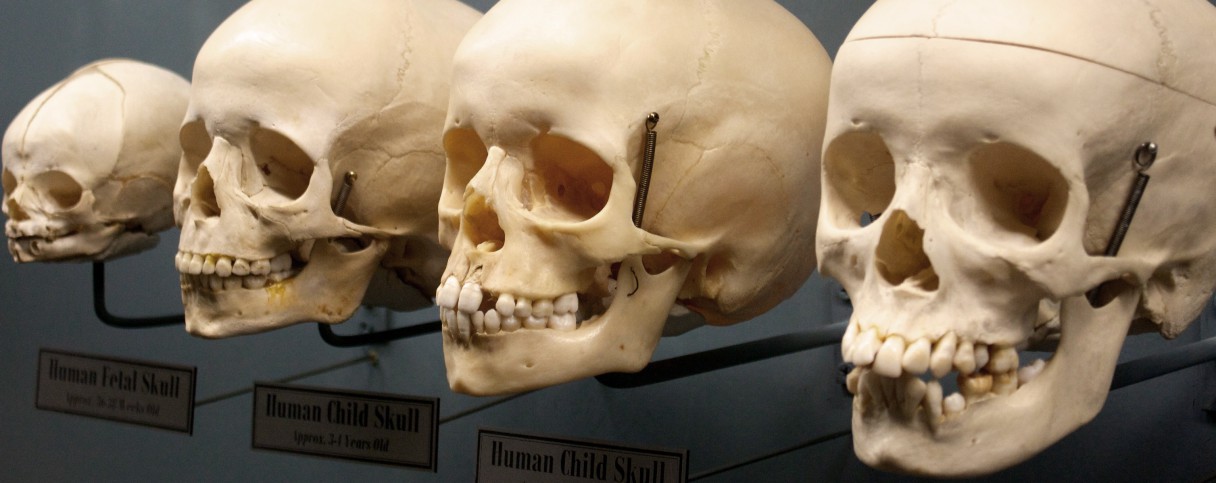 Quick Tips How To Estimate The Chronological Age Of A Human Skeleton