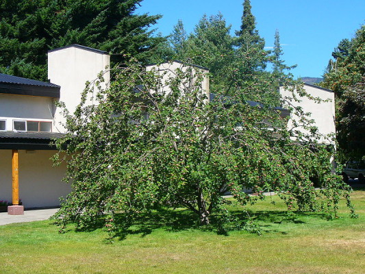 Reputed descendant of Newton's apple tree, (the Instituto Balseiro library garden. source