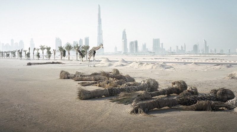 Giraffe in the desert with Dubai's skyline visible in the background. source