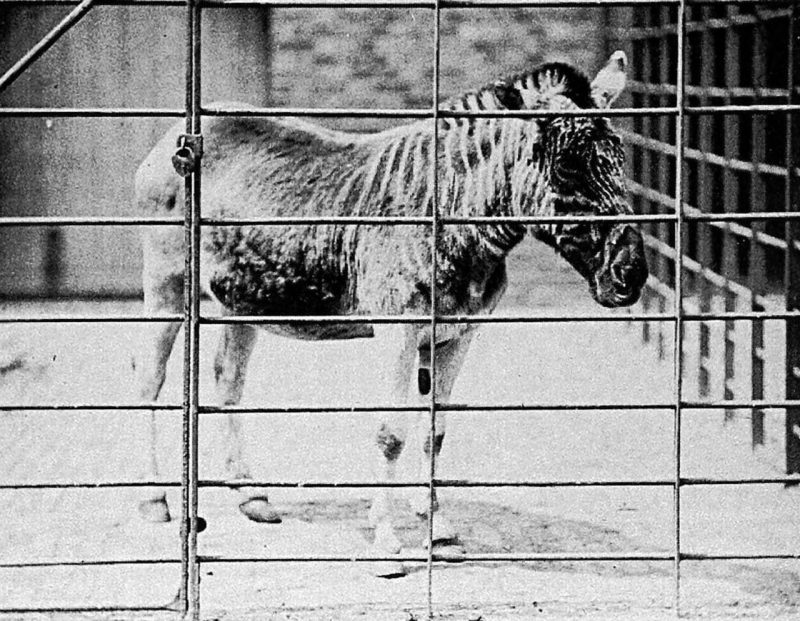 Fifth known photo of the London Zoo mare, taken in 1863, rediscovered in 1991