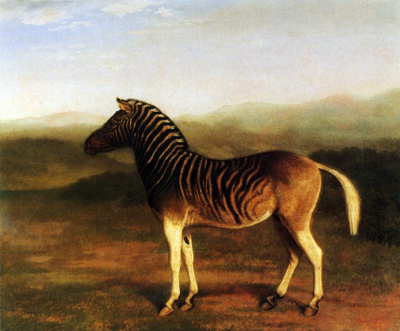 Live stallion at the Royal College of Surgeons, painted by Jacques-Laurent Agasse in the early 1800s