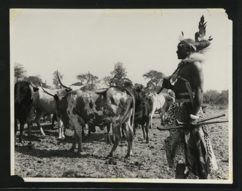 Native Cattle with Headman, Nanwala District
