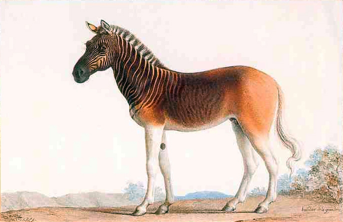 Painting of a stallion in Louis XVI's menagerie at Versailles by Nicolas Marechal, 1793