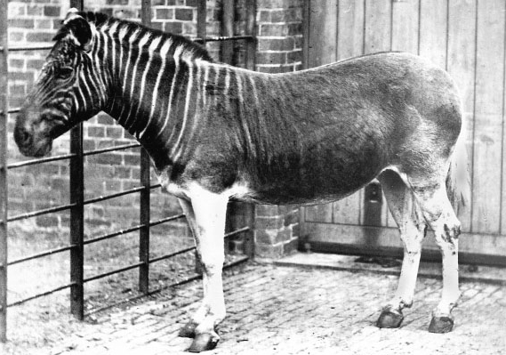 Quagga (Equus quagga quagga) is an extinct sub-species of zebra. Mare, London, Regent's Park ZOO.