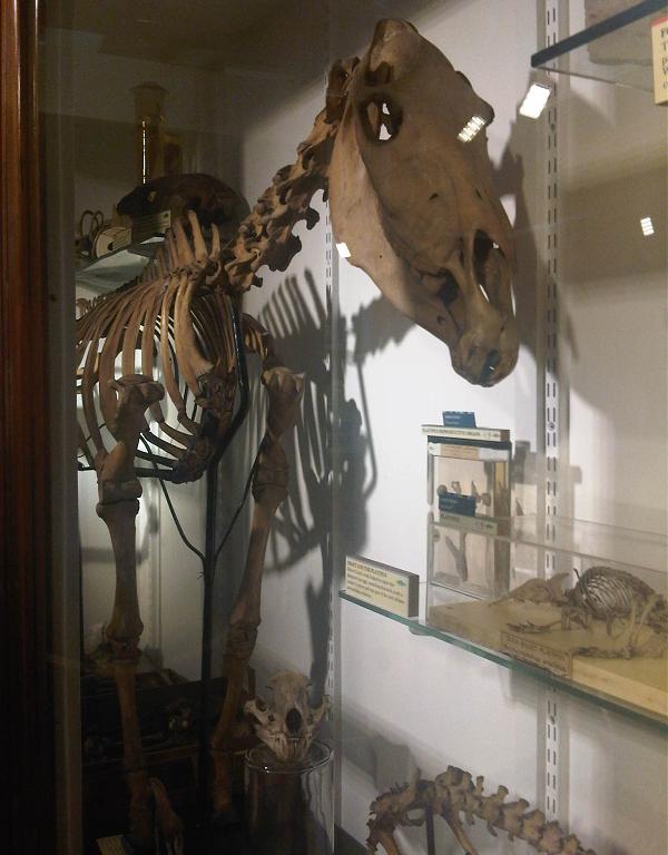 Skeleton at the Grant Museum, one of 7 known