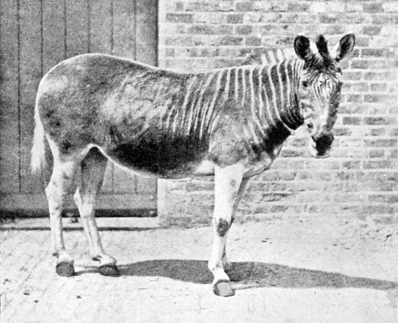 The mare in London Zoo, 1870
