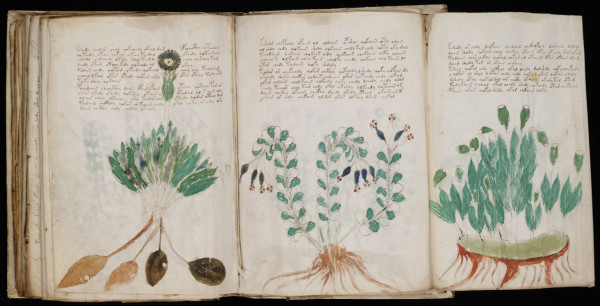One of the foldout pages in the Voynich manuscript