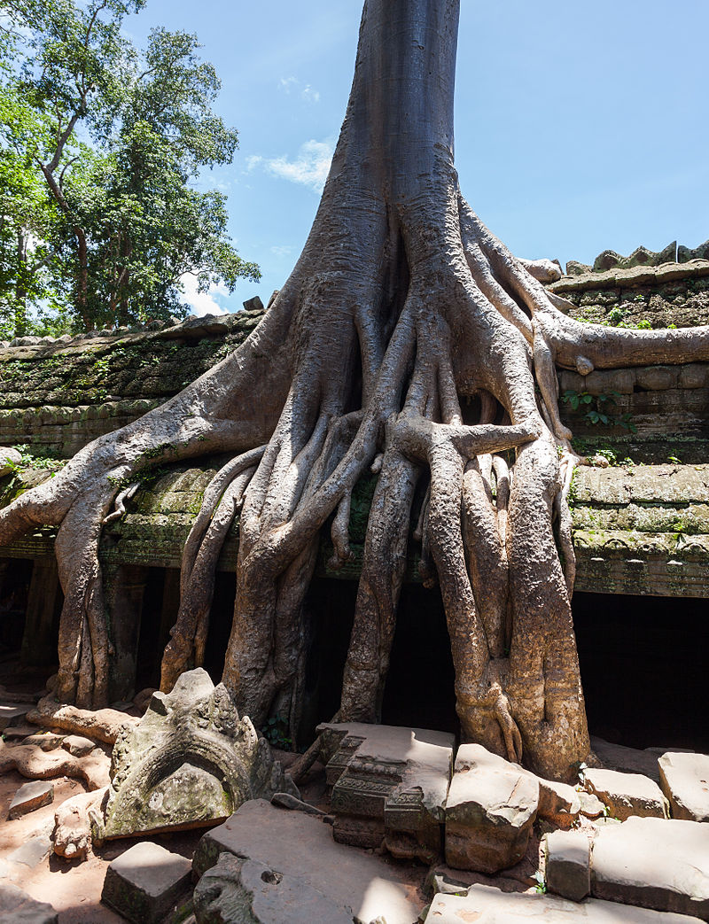 Roots of a spung running along the gallery of the second enclosure. Diego Delso/source