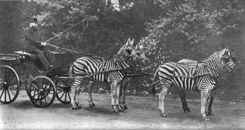 Rothschild with his famed zebra (Equus burchelli) carriage, which he drove to Buckingham Palace to demonstrate the tame character of zebras to the public