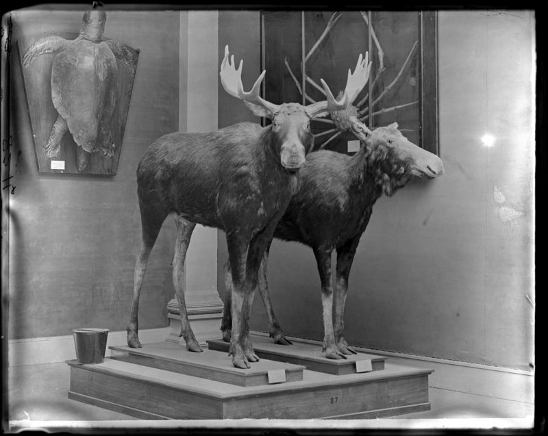 American Moose on pedestal, turtle mounted on wall behind, 1900