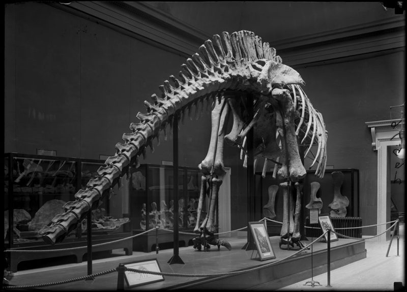 Apatosaurus excelsus skeleton, 1908