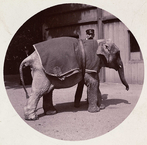 Baby elephant at the zoo, about 1890