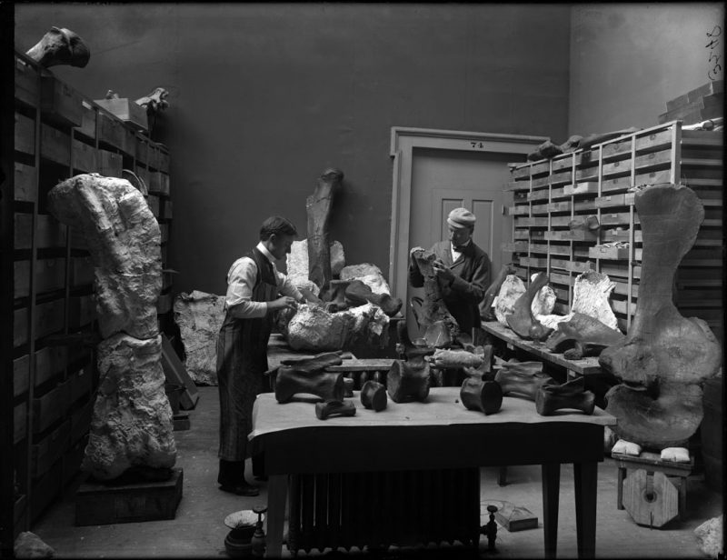 Elmer Riggs and [H.W.] Harold W. Menke in Paleontology lab, 1899