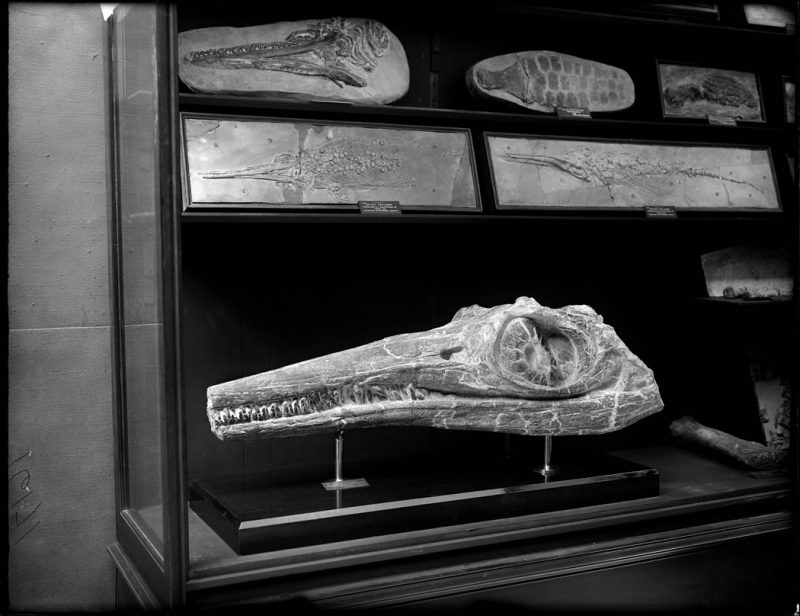 Fossil skull, a portion of jaws with teeth of Ichthyosaur, Ichthyosaurus communis Corybeare. Early Jurassic, 1905