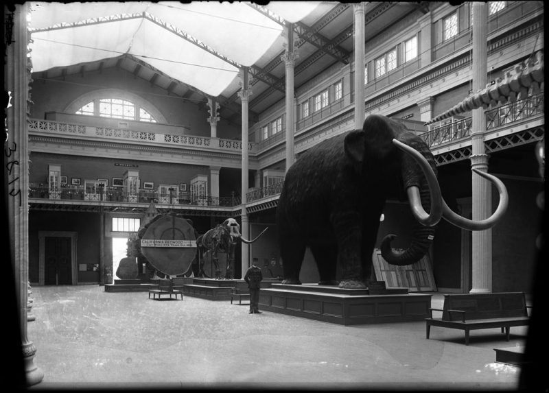 Giant redwood tree wedge, mammoth model restoration, and mastodon skeleton, 1895
