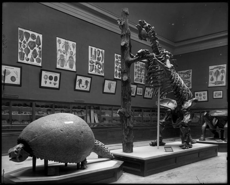 Glyptodon (armadillo) carapace, Megatherium ground sloth skeleton [verify if cast], and Colossochelys model of Atlas Turtle (Testudo atlas). Drawings of invertebrates on walls. Silurian, Devonian fossils in wood and glass exhibit cases, 1900