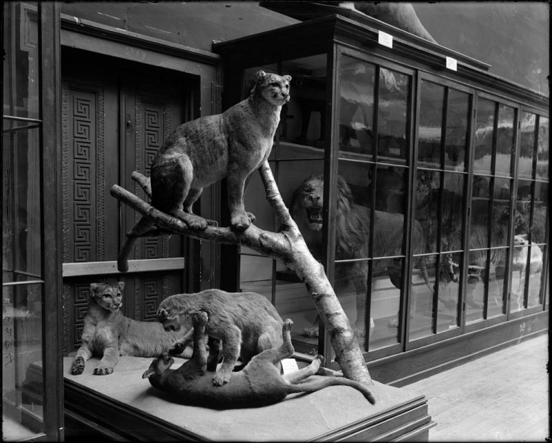 Lions and cougars. Large cats in glass exhibit cases and in a diorama group. Late 19th-century taxidermy, 1899