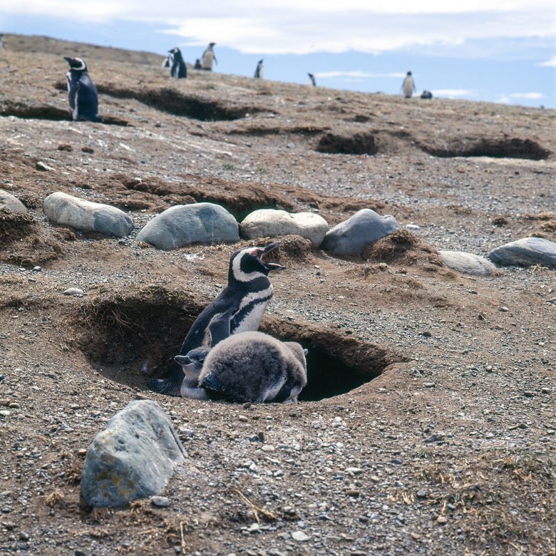 Magellanic penguins, Patagonia - 1985