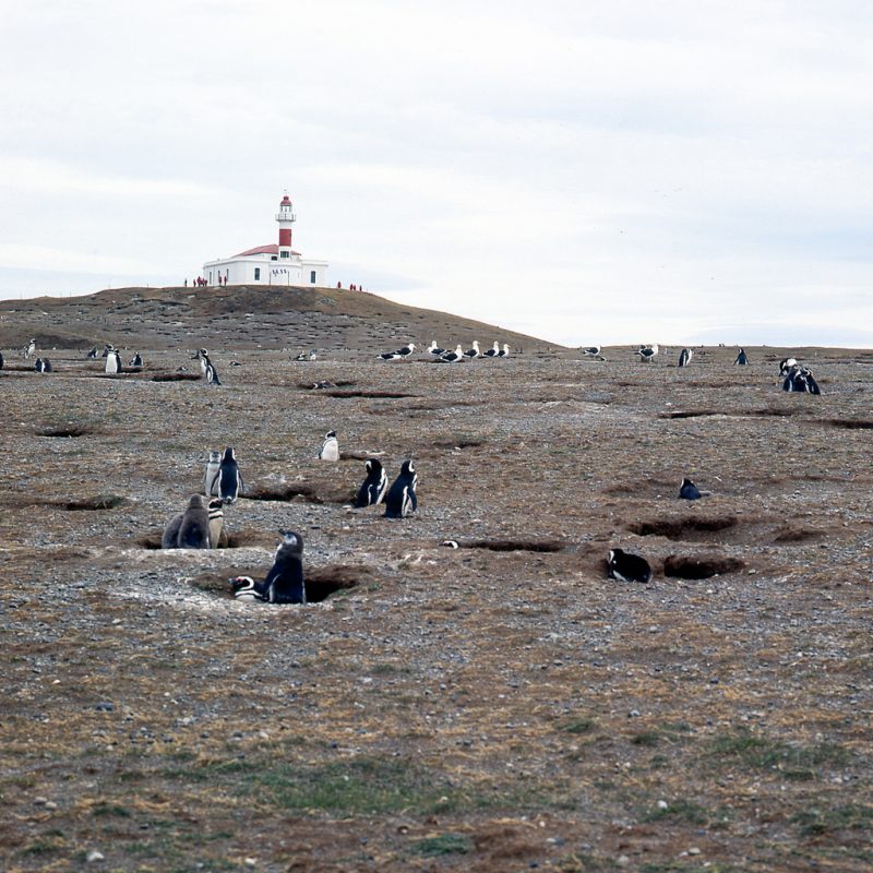 Magellanic penguins, Patagonia - (1985)