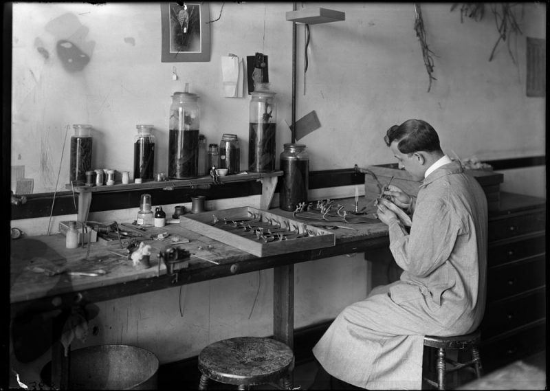 Milton Copulos, plant model maker, in Botany Plant Reproduction laboratory, trimming model leaves for the Vanilla vine model, 1913