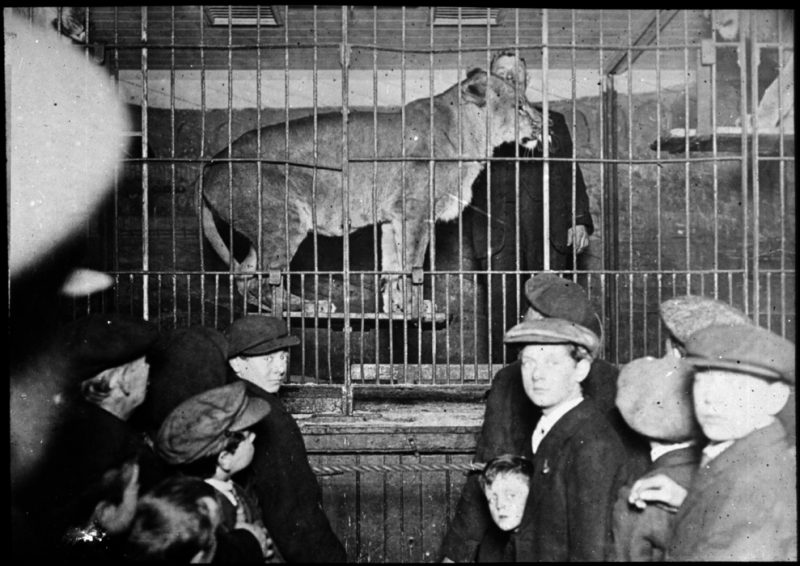 Observing a caged lion