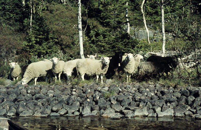 Sheep from Lakavattnet village by lake Lakavattnet.