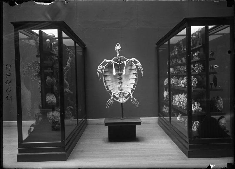 Skeleton of a turtle on display, 1908