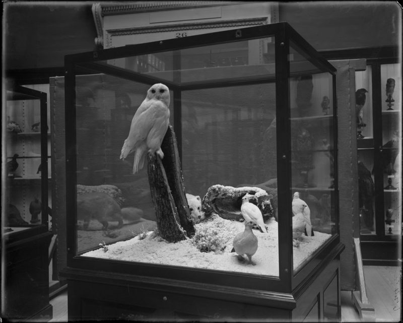 Snowy Owl (Nyctea nycta) and Willow ptarmigan (Lagopus lagopus) [birds] with an Arctic Fox (Alopex lagopus) in the background. Protective Coloration of Birds and Mammals in High Latitudes, 1899