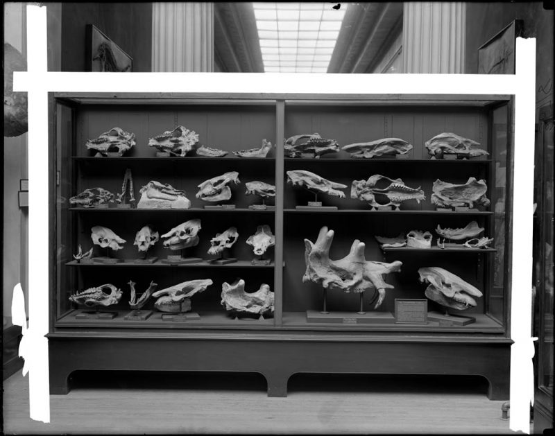 The Titanotheres family. Wood case with shelves of specimens. Exhibit of about 28 fossil skulls and jaws, Uintah collected by Museum Expedition of 1910