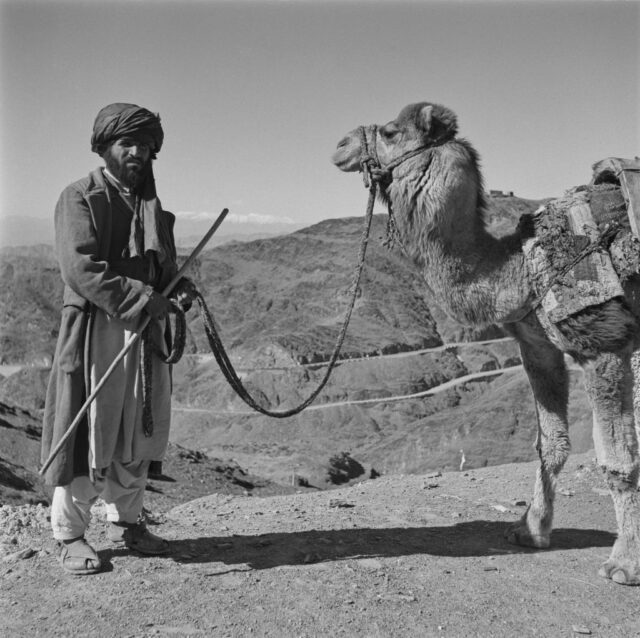 Man standing outside with a camel