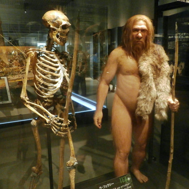 Skeleton and reconstruction of the La Ferrassie 1 Neanderthal man from the National Museum of Nature and Science.Source