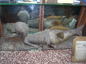 The Banff Merman, similar to a Fiji mermaid, on display at the Indian Trading Post. source