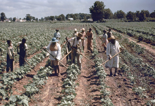 Workers tend crops at Bayou Bourbeau plantation, a Farm Security Administration cooperative in Louisiana.
