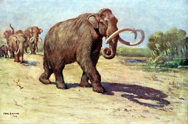 1909 restoration by Charles R. Knight, based on the AMNH specimen; the extent of the fur is hypothetical.Source