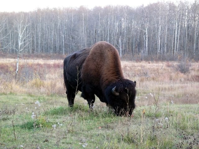 Bison in the Elk Island National Park.Source