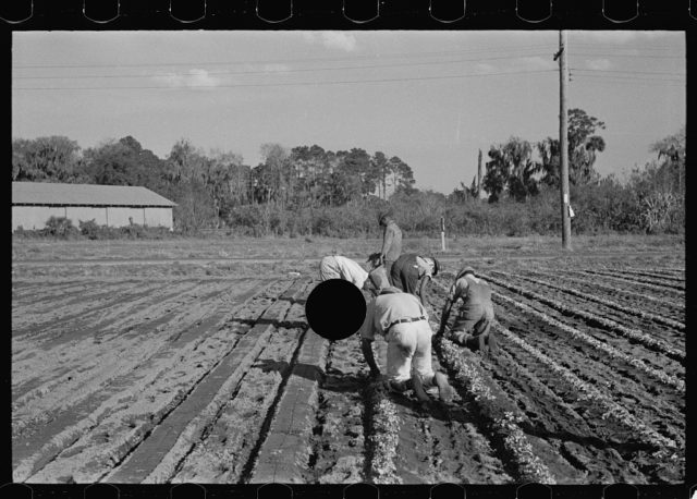 Setting out rows of celery, Sanford, Florida.