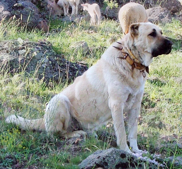 Dog with a spiked collar in Turkey