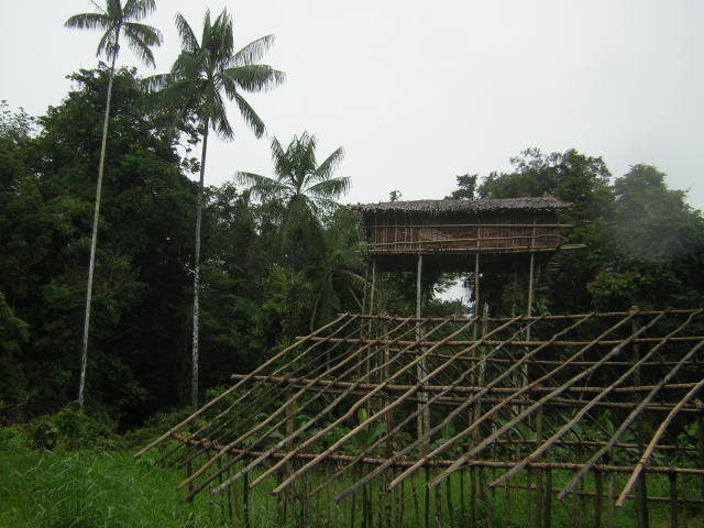 Tree houses built by the Korowai people in Papua, Indonesian .New Guinea Source