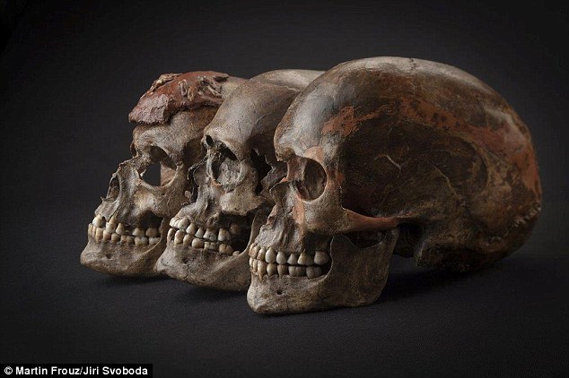 he team studied three 31,000-year-old skulls from Dolni Věstonice in the Czech Republic.Source:Martin Frouz/Jiri Svoboda 