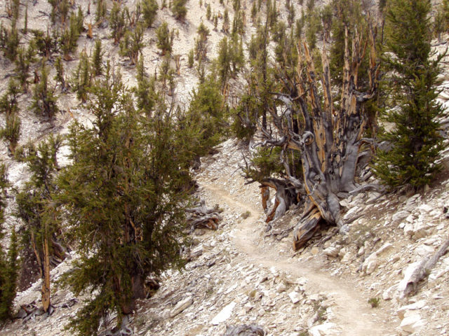-gnarled-pine-trees-with-sandy-soil-between-them. Source
