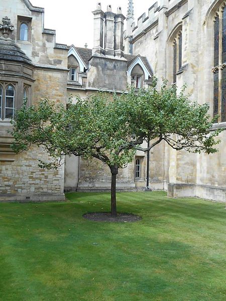 Reputed descendant of Newton's apple tree, (from top to bottom) at Trinity College, Cambridge