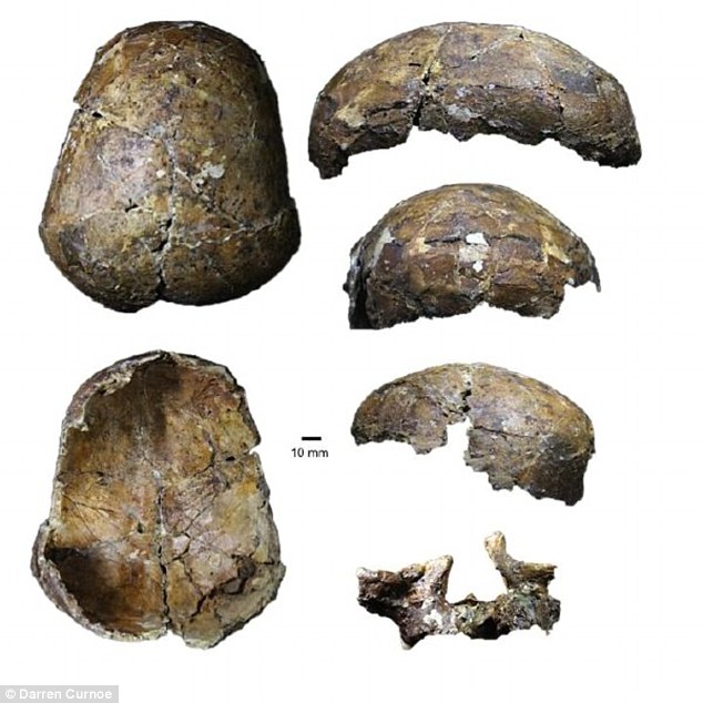 Skull fragments found in a cave in Borneo. Source Darren Curnoe